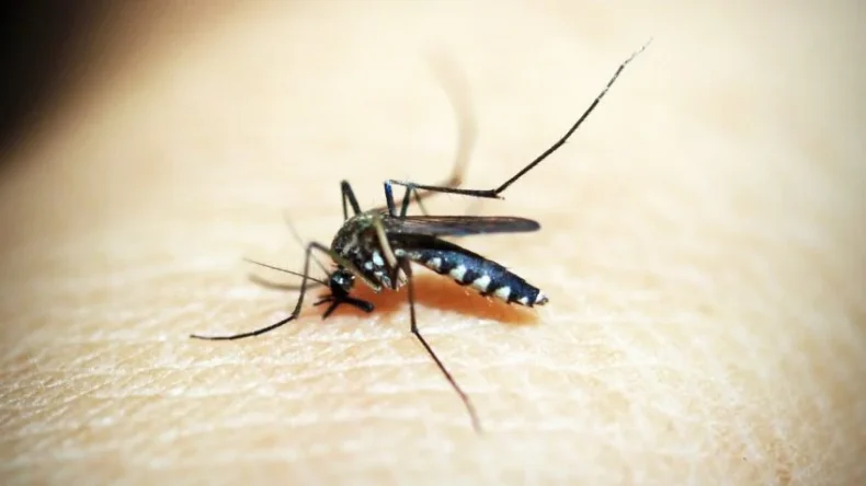 Brusque passa dos 3 mil casos confirmados de dengue