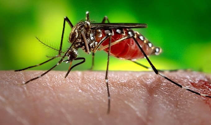 Itajaí: 17 moradores já morreram por dengue neste ano