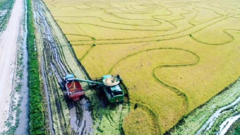 Alesc: parlamentares criticam a tentativa da União de importar arroz