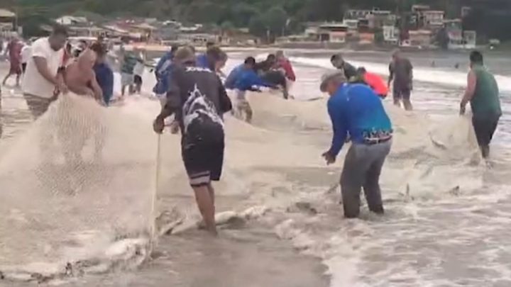 Vídeo: domingo é marcado por lanços de tainha na Grande Florianópolis