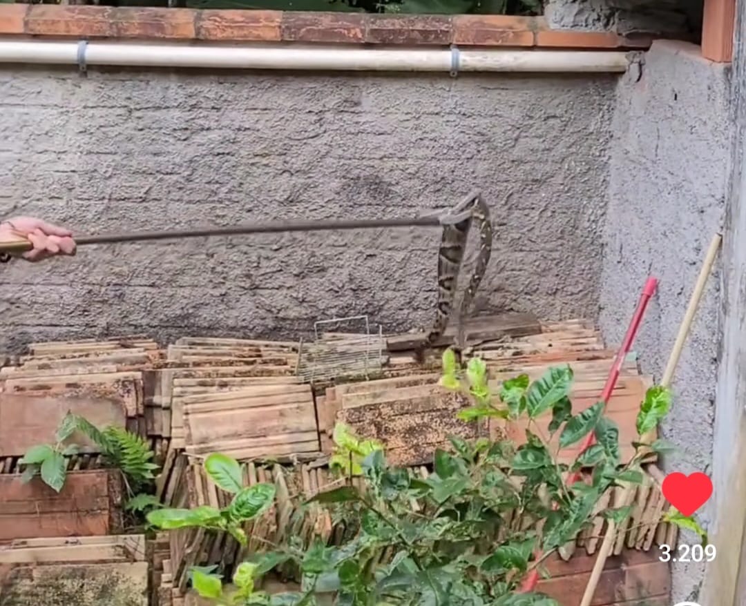 Vídeo: Cobra jararaca gigante é capturada em Jaraguá do Sul