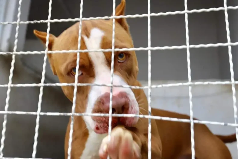 Alesc: Lei do Pit Bull, ainda não regulamentada, ganha protocolo de atendimento