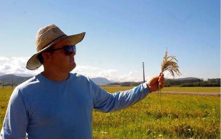 Testes apontam que arroz desenvolvido em SC foi o mais produtivo