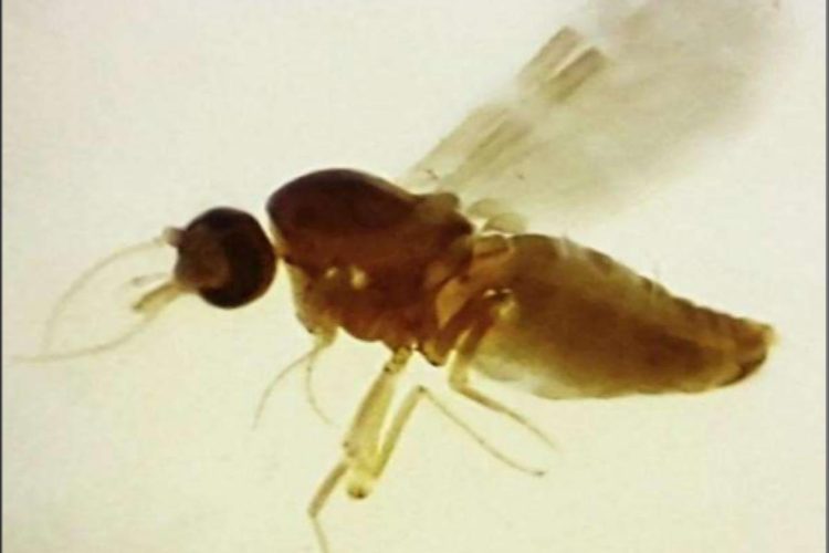 Brusque confirma quatro casos de Febre do Oropouche