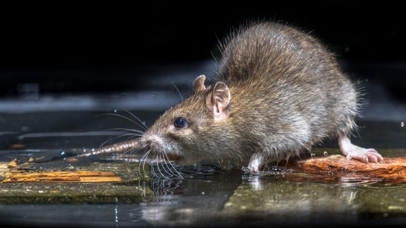 Laudo encontra pelos de roedor em tempero vendido em SC