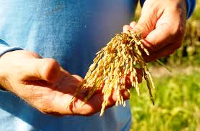 Contra importações, produtores catarinenses pedem valorização do arroz nacional