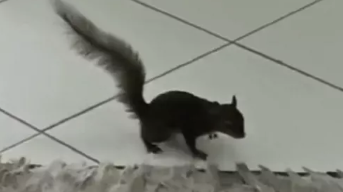 Visita inesperada: esquilo invade loja  de roupa em SC