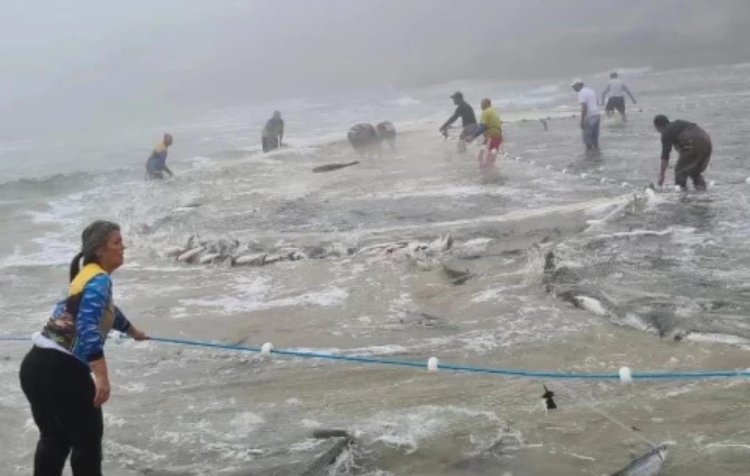 Vídeo: Florianópolis registra maior lanço de tainhas da temporada