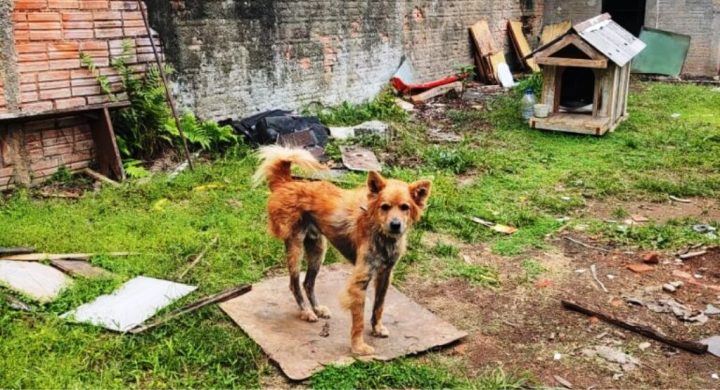 Homem é preso na Grande Florianópolis por maus-tratos a cachorro