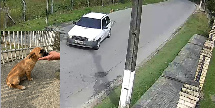 Vídeo: câmera de monitoramento flagra cão sendo abandonado em SC