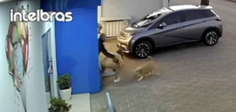Pitbull arranca cachorro do colo de tutora em Santa Catarina