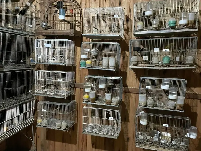 Operação da PF combate tráfico internacional de animais silvestres