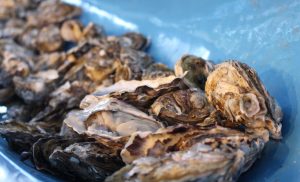 Intoxicação: Cidasc alerta para o consumo de moluscos bivalves