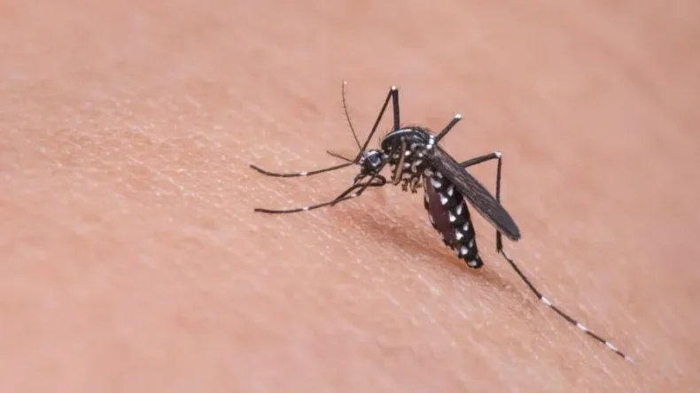 Boletim dengue: Blumenau registra aumento dos casos da doença