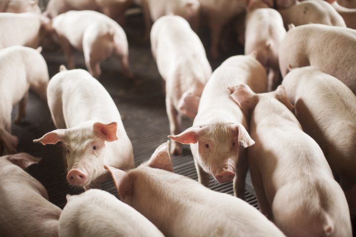 Pecuária impulsiona PIB de SC com alta em frango e suínos