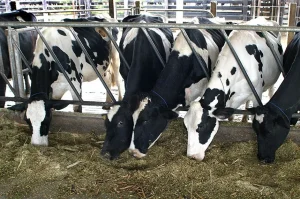 SC endurece regras para abate de animais e transporte de leite