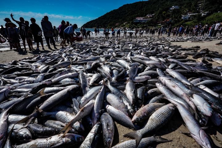 Tainha, of course: EUA diminuem burocracia para comprar pescados brasileiros