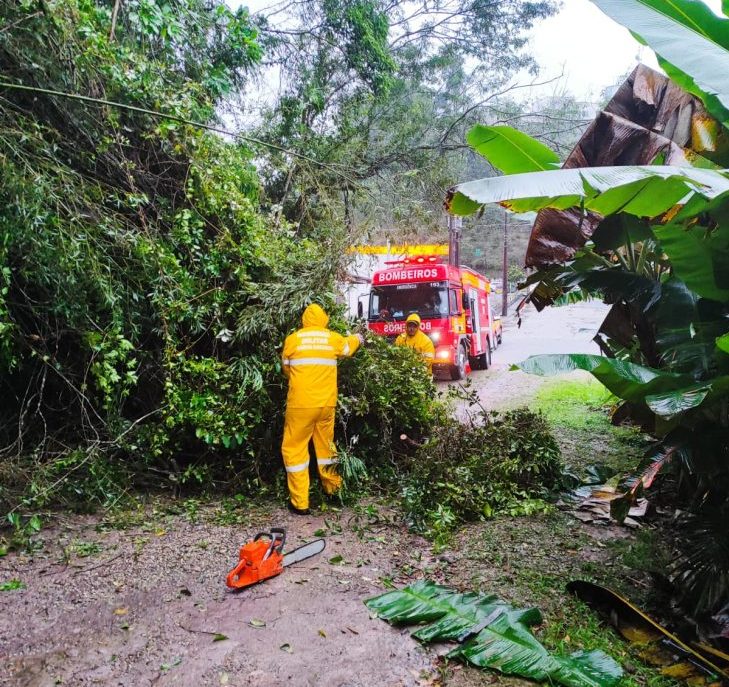 Chuva provoca queda de árvore e interrompe rua de Gaspar; veja a previsão