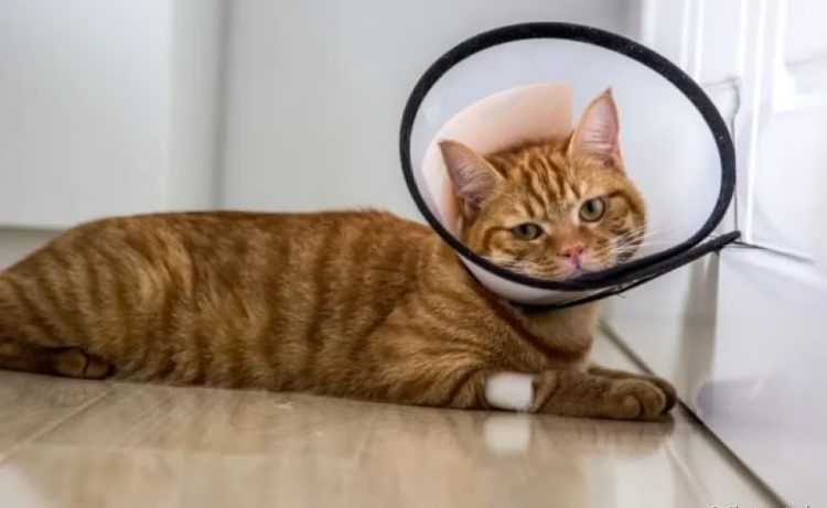 Mutirão de castração de Brusque ainda tem vagas para gatos