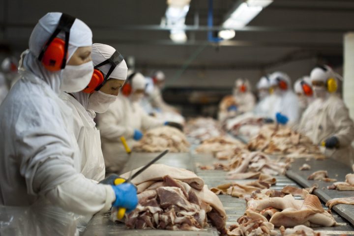 Exportação de carne de frango de SC tem seu melhor resultado dos últimos 5 anos