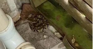 Vídeo: cobras aparecem em área urbana durante fortes chuvas