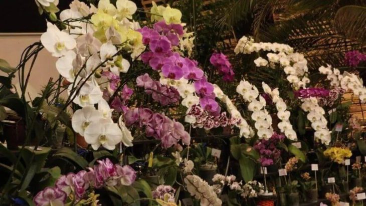 Festa das Flores transforma Joinville com exposição e atrações culturais