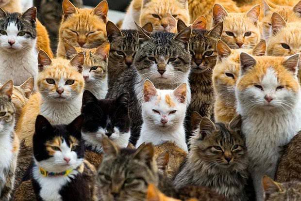 Idosa cria 200 gatos em situação insalubre e MPSC cria força-tarefa