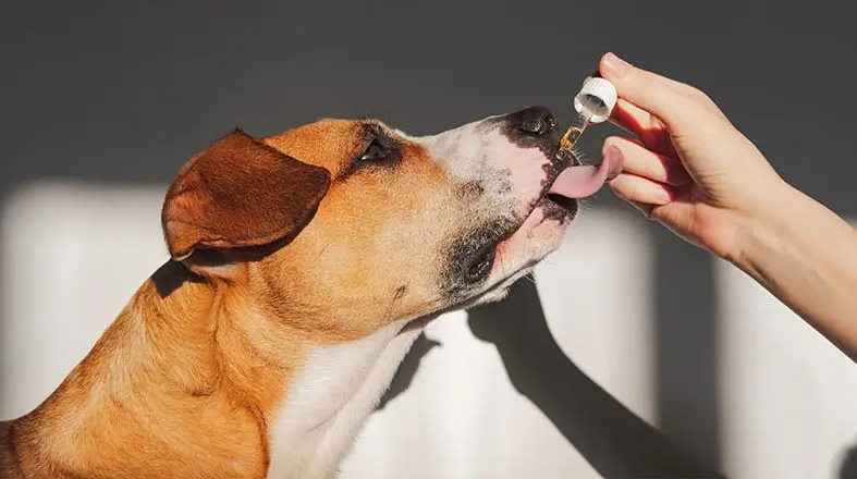 Anvisa aprova o uso de cannabis na medicina veterinária