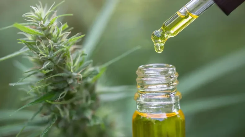 Distribuição de medicamentos à base de cannabis é aprovada na Alesc
