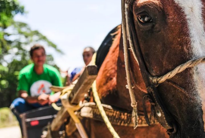 Avança na Alesc projeto que proíbe tração animal em Santa Catarina