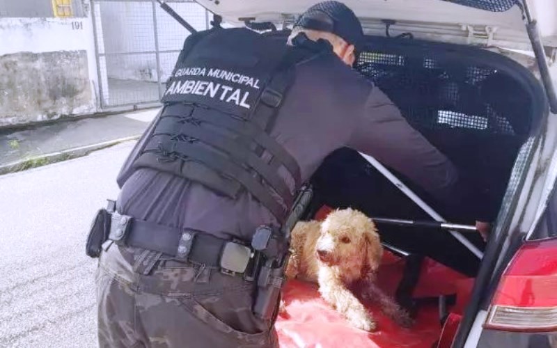 Florianópolis aprova socorro obrigatório para animais atropelados