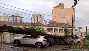 Vídeo: árvore despenca e atinge cinco carros no Centro de Florianópolis