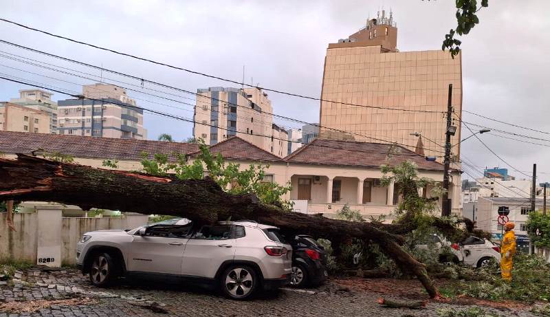 Vídeo: árvore despenca e atinge cinco carros no Centro de Florianópolis