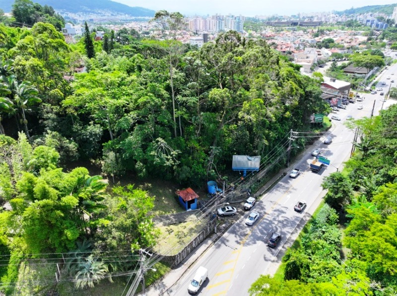 Trânsito terá retenções no Itacorubi para retirada da árvore na quarta