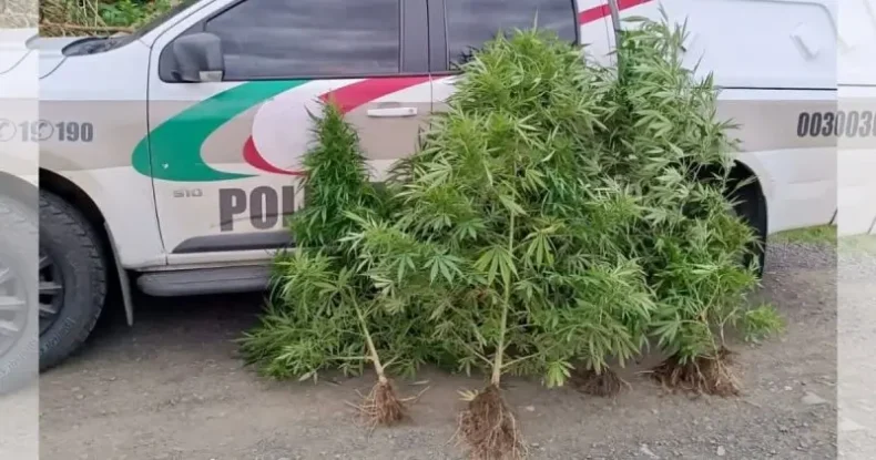 Drone da polícia encontra plantação de maconha no Norte de SC