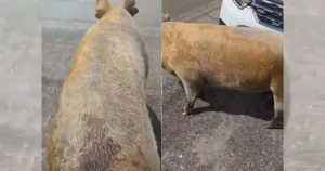 Porco interdita via pública no Norte de SC e mobiliza a Polícia Militar