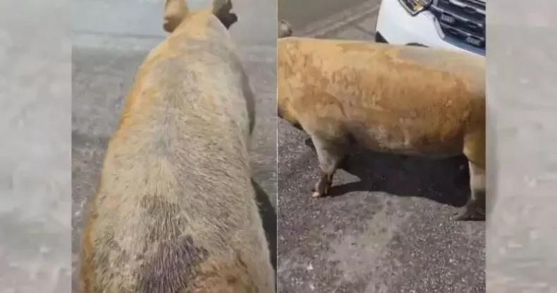 Porco interdita via pública no Norte de SC e mobiliza a Polícia Militar