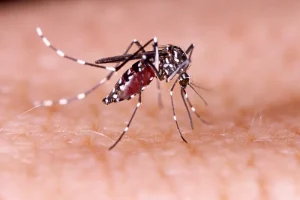 Mosquito da dengue pode driblar repelente