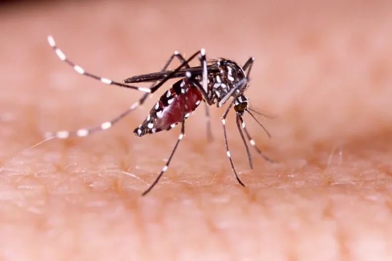 Ministério da Saúde divulga dados sobre a dengue em 2024