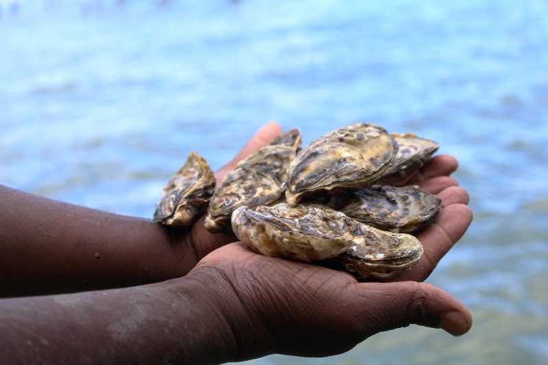 Santa Catarina lidera produção de moluscos bivalves no Brasil