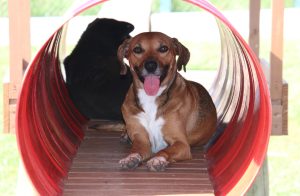 Guarda compartilhada de pets vira lei e define regras