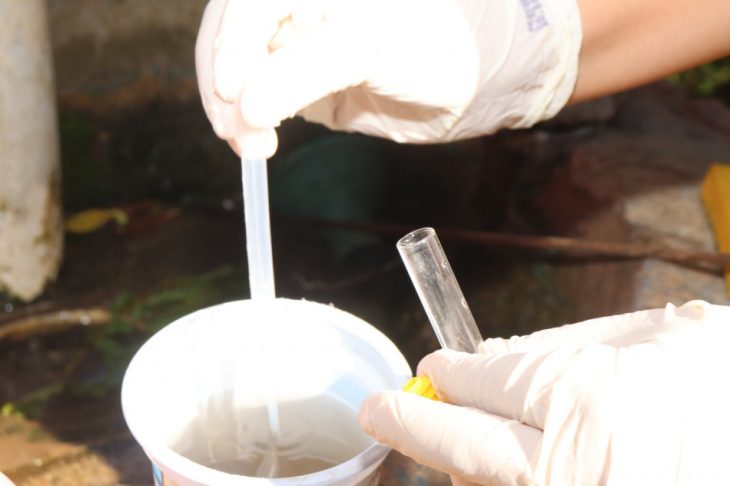 Blumenau utilizará o método Wolbachia para o combate à dengue