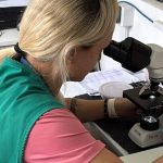 Navegantes é considerada infestada pelo mosquito da dengue