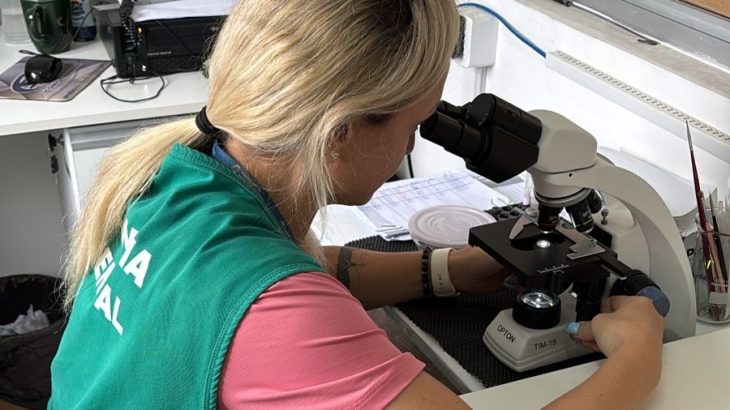 Navegantes é considerada infestada pelo mosquito da dengue