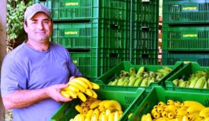 Santa Catarina lidera exportações e prevê safra recorde de banana em 2025