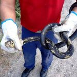 SC tem 11 cobras peçonhentas e mais de 70 não venenosas