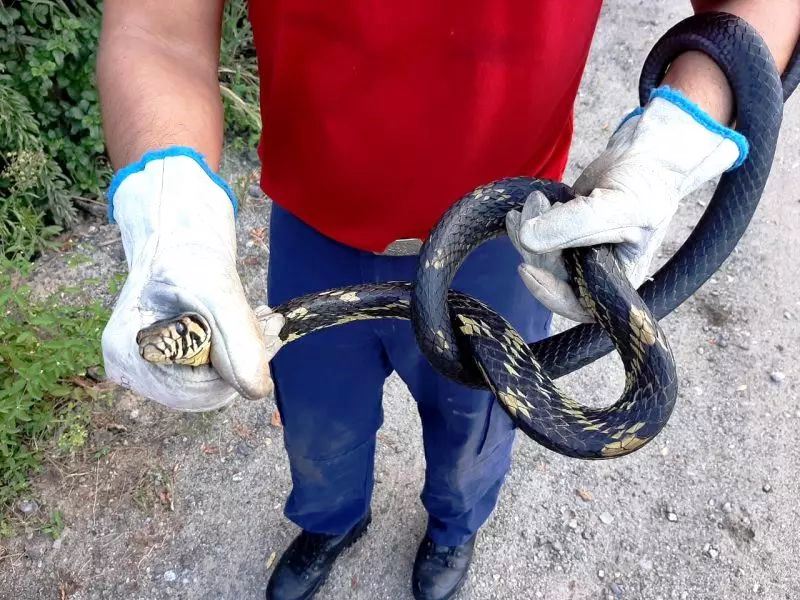 SC tem 11 cobras peçonhentas e mais de 70 não venenosas