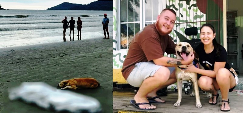 Final feliz: cão que ficou na praia ao lado do tutor morto ganha novo lar