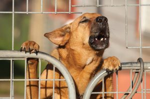 Lula lança programa de identificação e proteção de cães e gatos