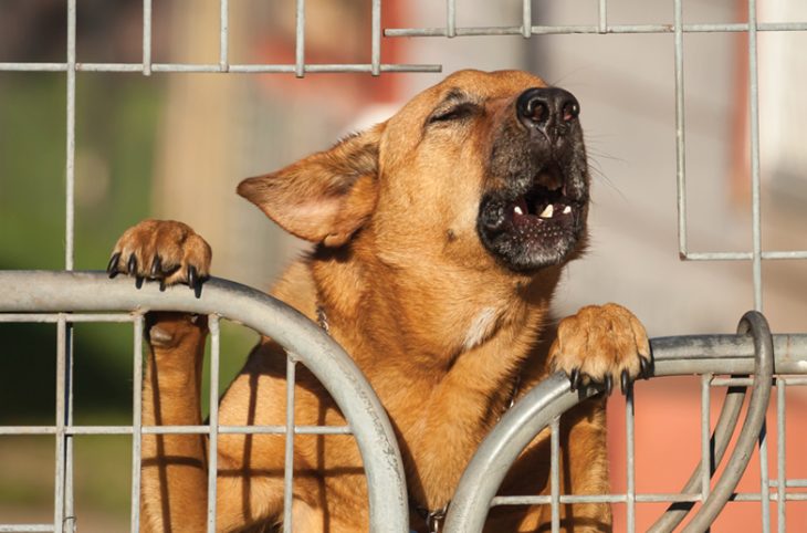 Lula lança programa de identificação e proteção de cães e gatos